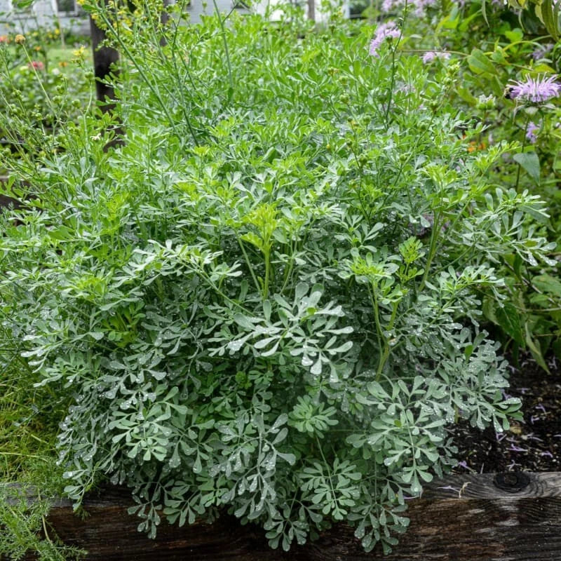 Live Rue Plant - 2 Healthy Ruta graveolens Plants in One Pot