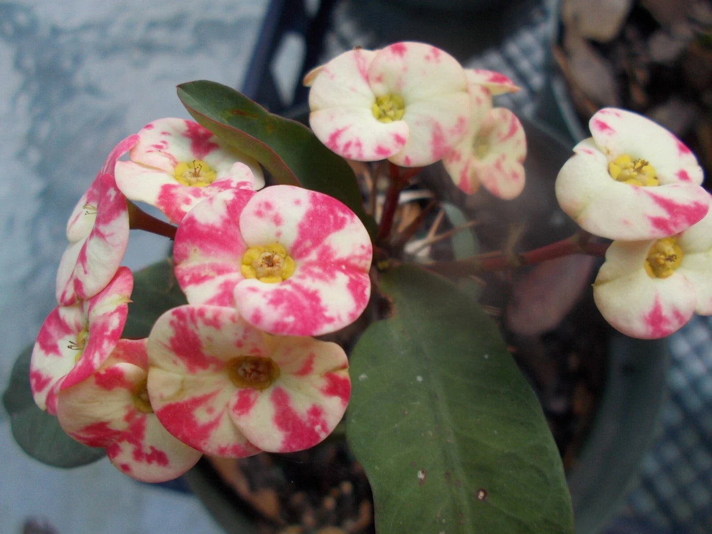 Rooted Cutting - Crown of Thorns Pink Mix - Euphorbia milii - Succulent Plant for Indoor & Outdoor Gardening