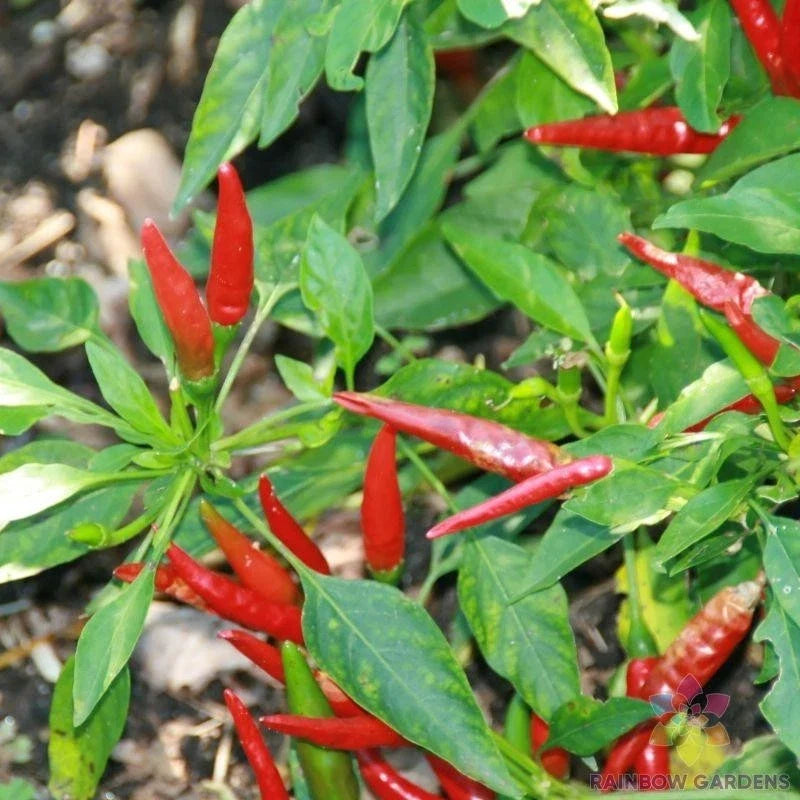 Thai Sun Hot Pepper Seeds – 25+ Pack, Capsicum annuum, Non-GMO, USA Grown, Spicy Peppers for Garden, Pots & Raised Beds