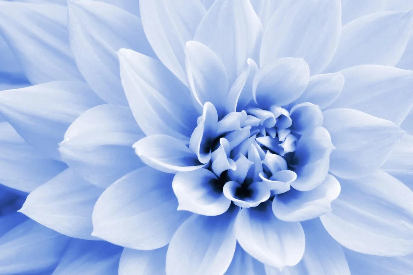 Polar Bear Dahlia Seeds - White Blooming Flower Seeds for Garden, Cut Flowers, Dahlia pinnata, Made in USA