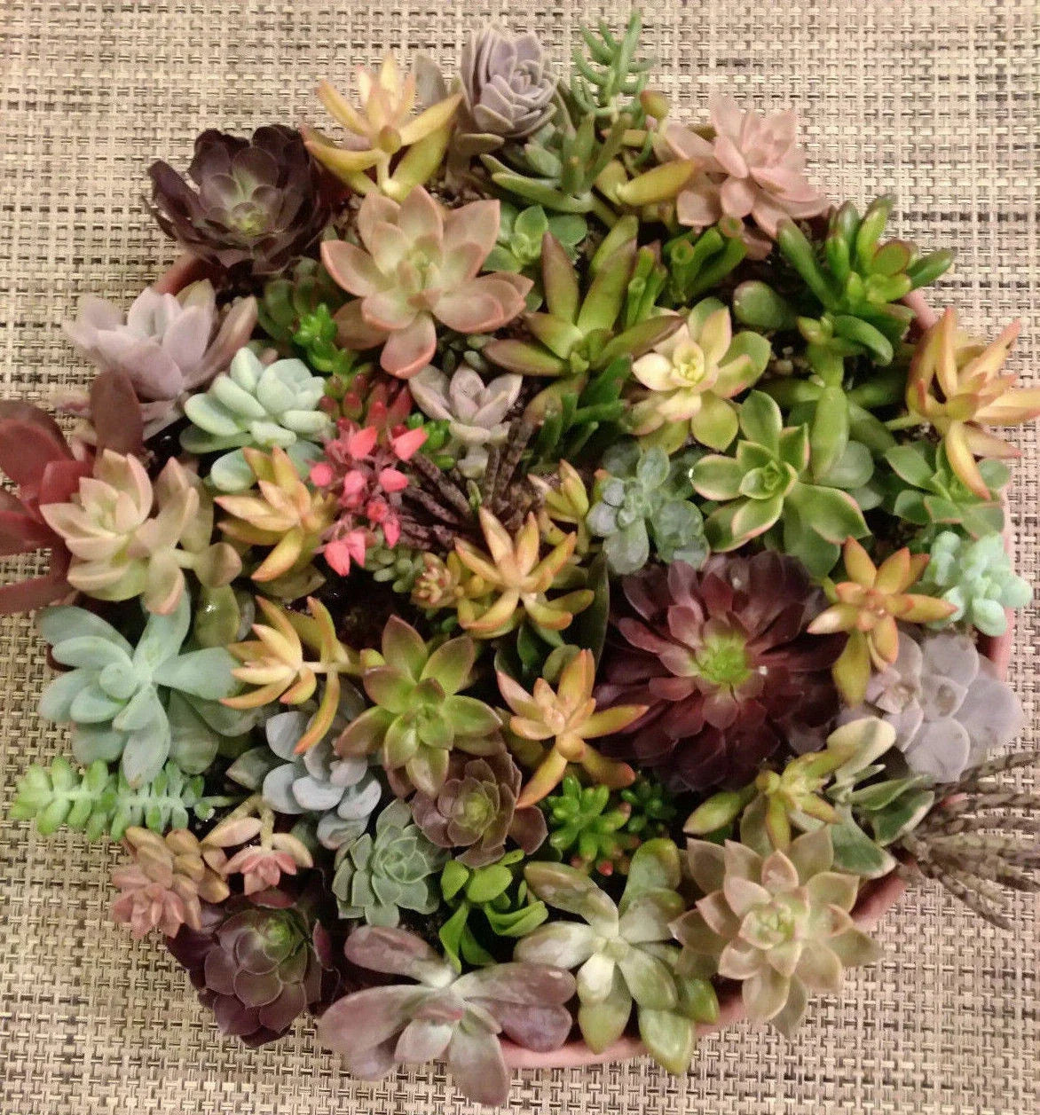 Succulent Cuttings Set - 25 Varieties for Indoor & Outdoor Garden, Echeveria & Sedum Propagation