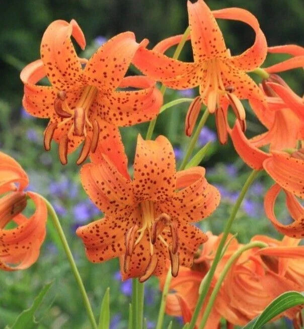 Tiger Lily Rooted Bulbs - Double Orange Splendens - Vibrant Perennial Garden Plant
