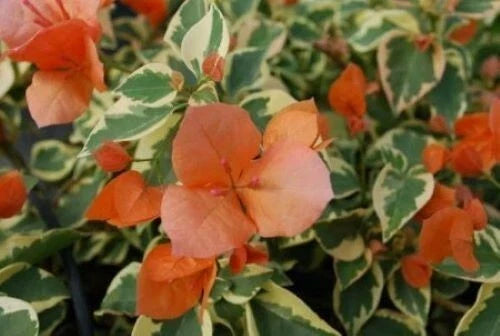 Orange Ice Bougainvillea Starter Plant - Small Well-Rooted Climbing Bougainvillea glabra HTF