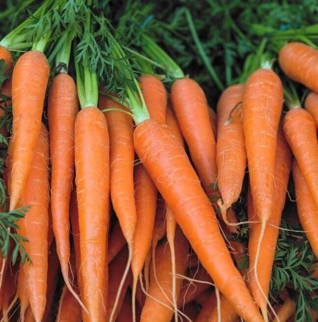 Danvers Carrot Seeds - 1000+ Heirloom Daucus carota for Garden Planting, Organic, Non-GMO, Full Sun, Easy to Grow