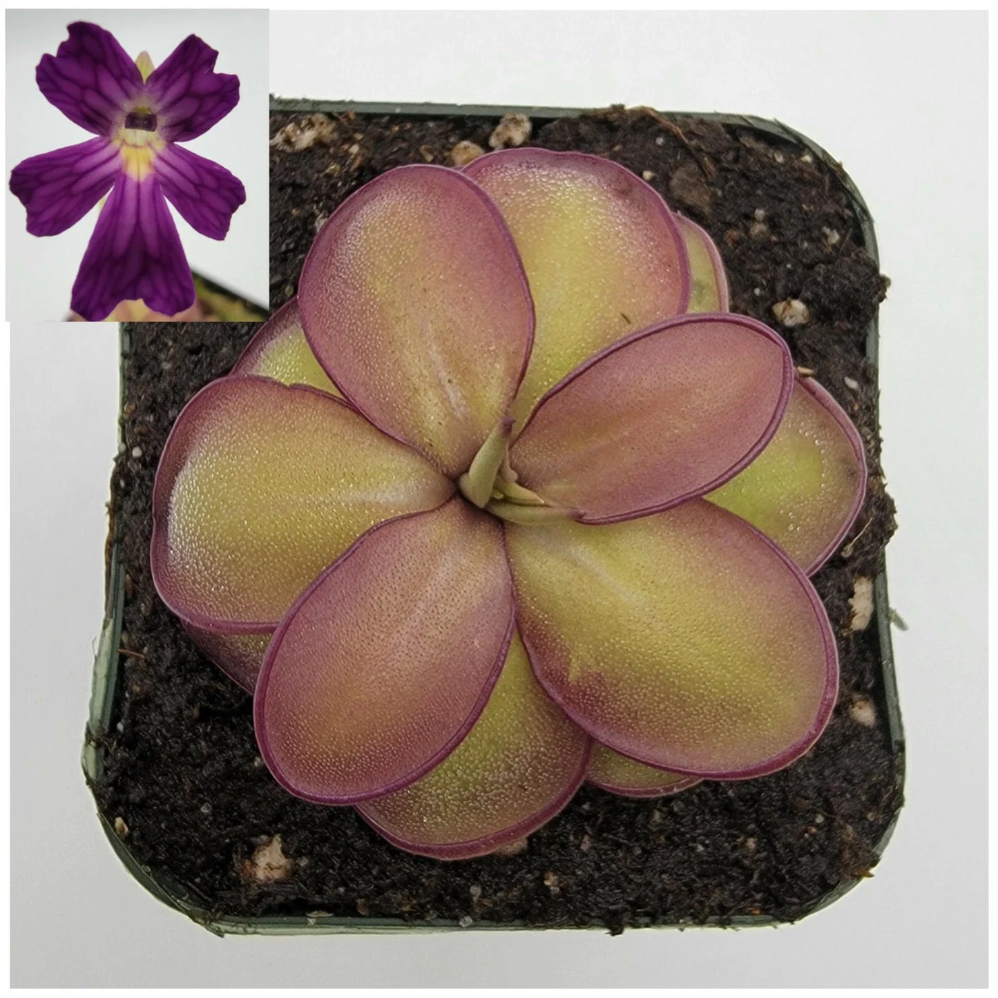 Carnivorous Plant - Pinguicula laueana CP2 x emarginata - Butterwort Live Plant in 4-Inch Pot