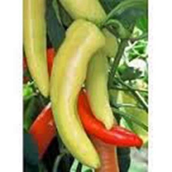 Sweet Hungarian Yellow Wax Pepper Seeds – Heirloom, Non-GMO, Capsicum annuum, 20+ Seeds for Garden, Container & In-ground Planting