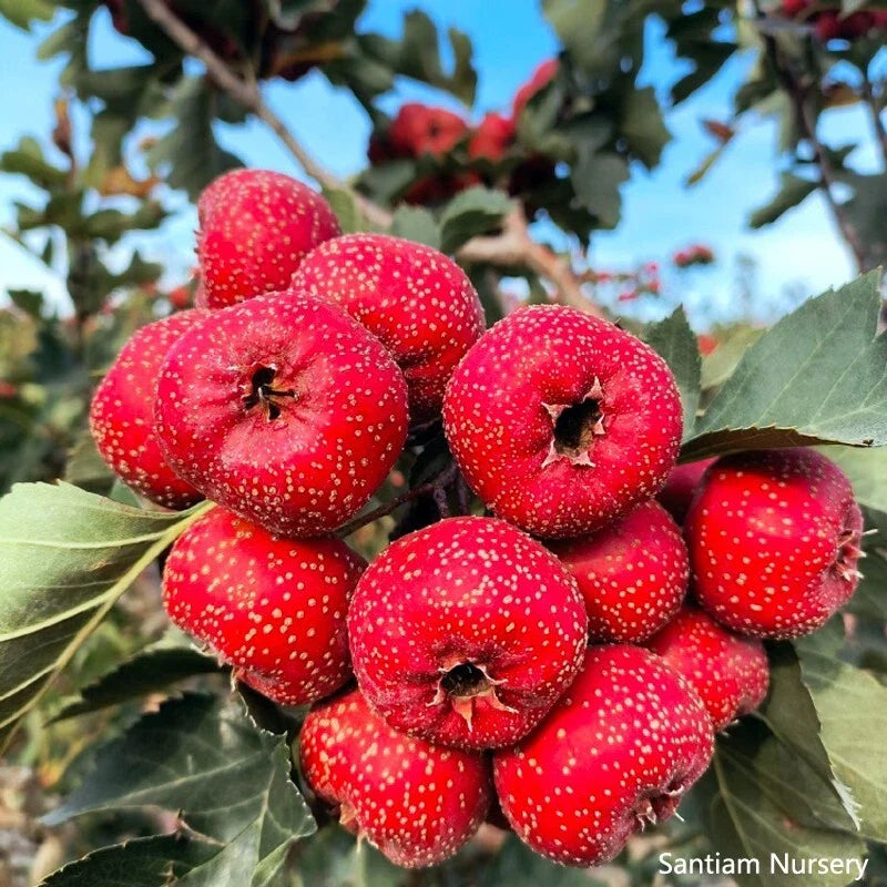 Giant Globe Chinese Hawthorn Tree Bare Root – Crataegus pinnatifida, Shade Tree, White Flowers, Red Berries