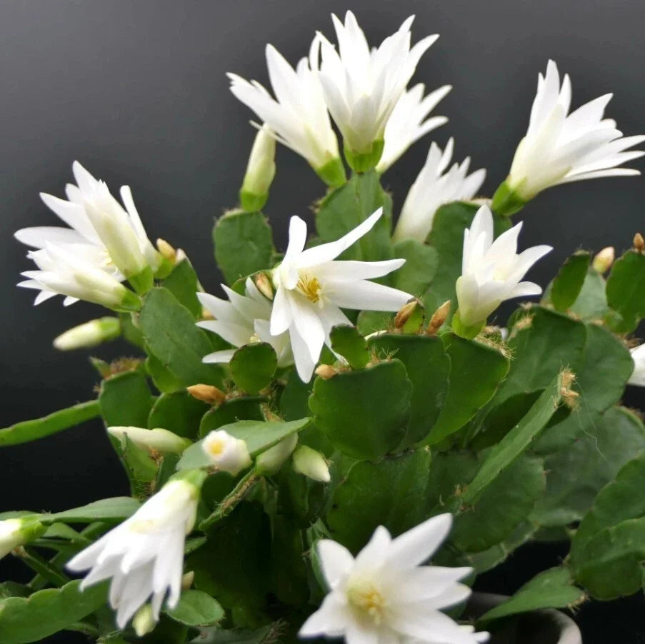 Easter Cactus Live Plant 3-Inch Pot White Blooms Rhipsalidopsis Gaertneri Indoor Succulent