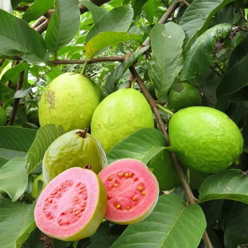 Pink Guava Tree Live Plant - 7-8 Inch Psidium Guajava Tropical Fruit Tree for Garden or Container