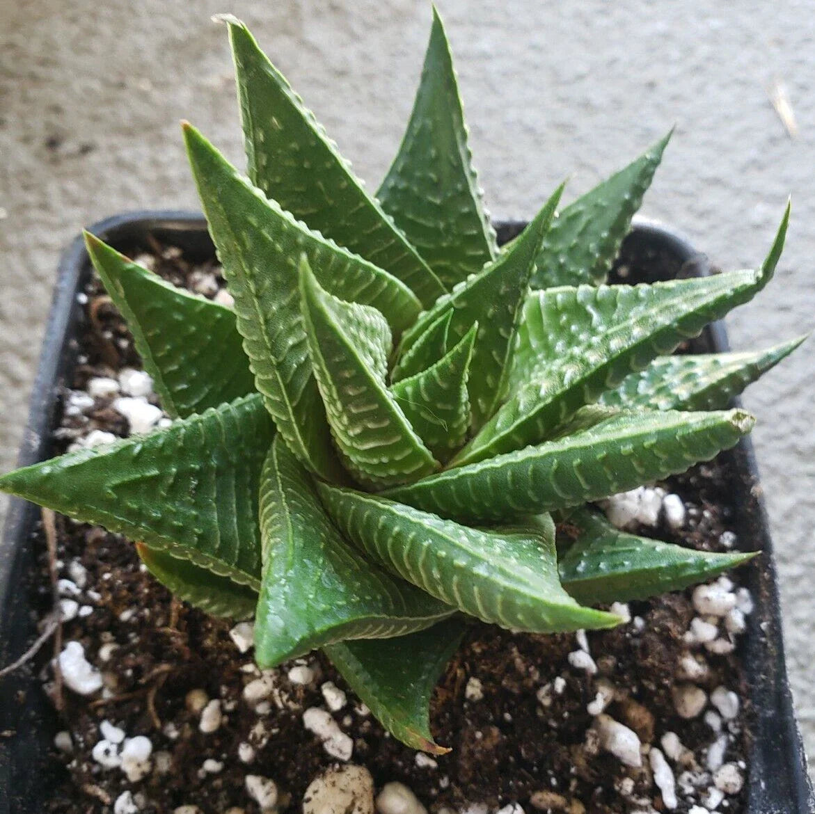Gasteria Limifolia - Fairy Washboard - 5" Diameter Potted Spiral Succulent Indoor Plant