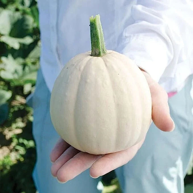 Buffy Winter Squash Seeds - Mini Variety - Cucurbita maxima - Compact Vines for Small Gardens & Containers