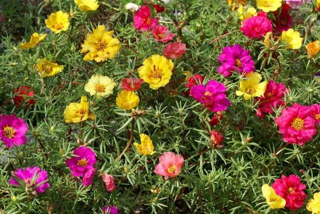 Moss Rose Seeds - 1000 Count, Colorful Annuals, Portulaca grandiflora, Drought Tolerant, Full Sun, Low Maintenance