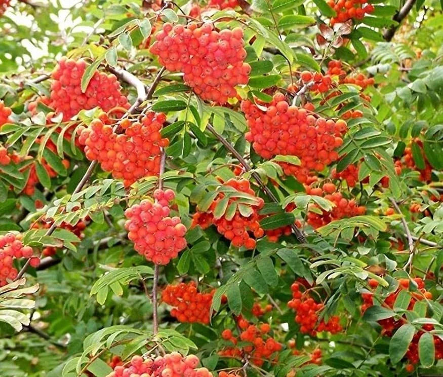 Mountain Ash Tree Seeds 50 Pack Sorbus aucuparia Red Berries, Deciduous Garden Tree for Wildlife & Landscaping
