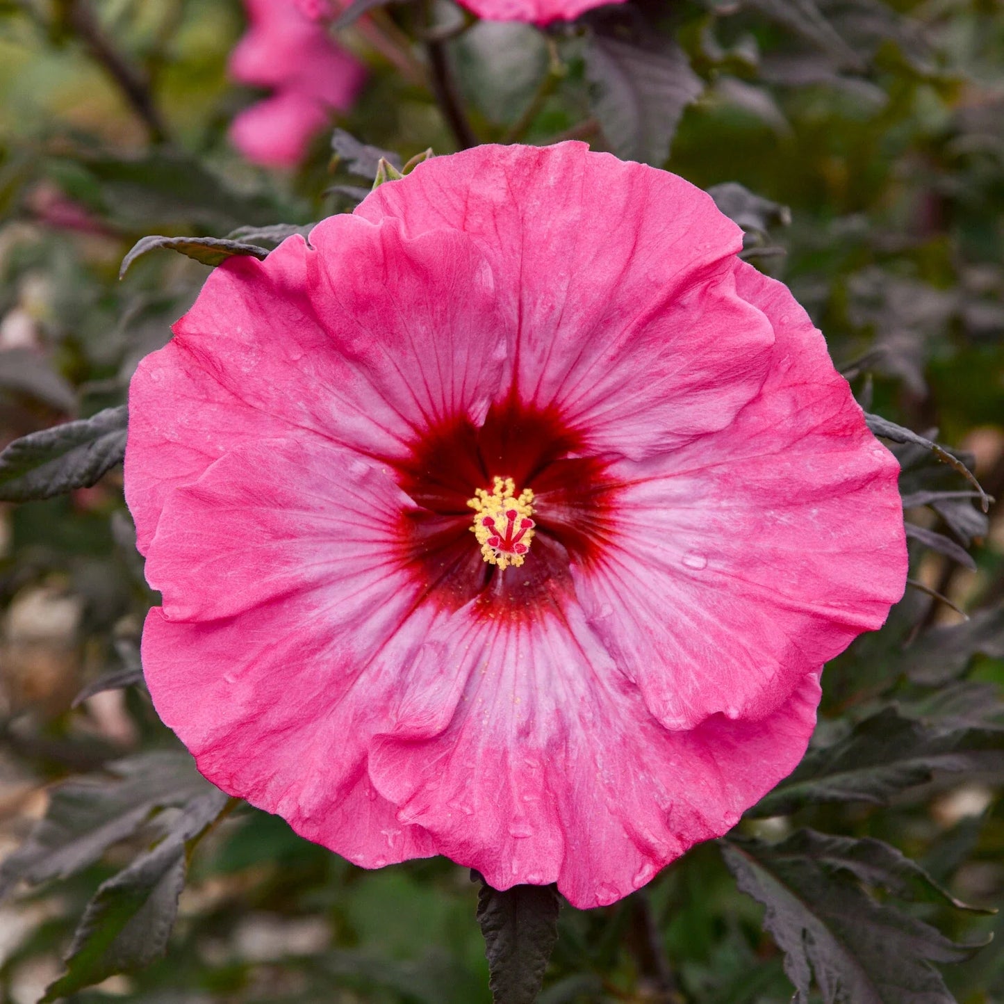 Bush Hibiscus Plant 2.5" Pot Inner Glow Pink Flower Hibiscus rosa-sinensis