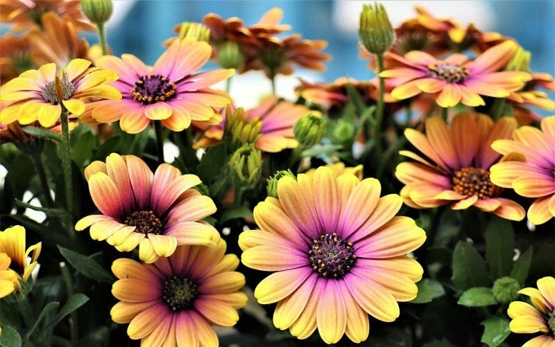 Cape Daisy Seeds - 200+ Pink & Yellow Osteospermum ecklonis Flower Seeds for Garden Planting