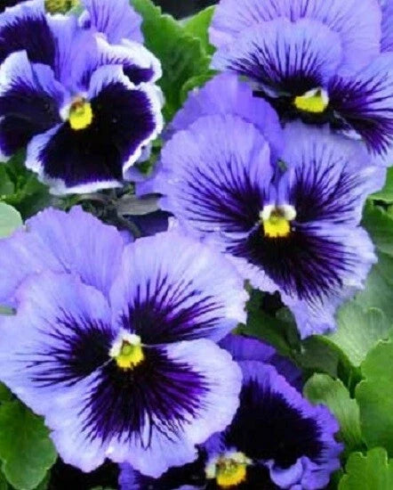 Pansy Seeds 50 Count Frizzle Sizzle Blue Viola tricolor Flower Seeds for Garden Beds & Containers