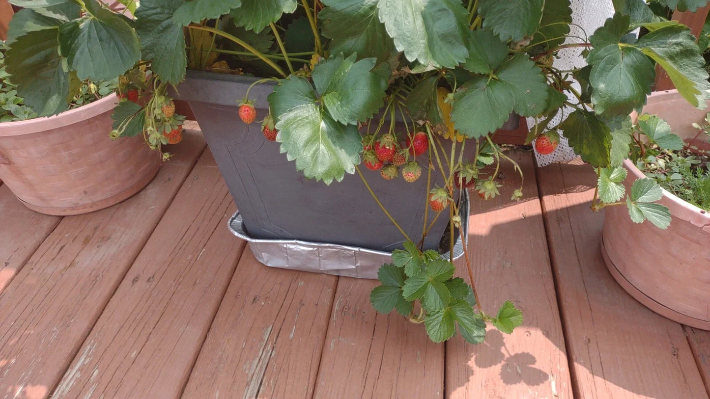 Strawberry Plants 12-Pack Bare Root Fragaria × ananassa Extra Large Sweet Berries High Yield