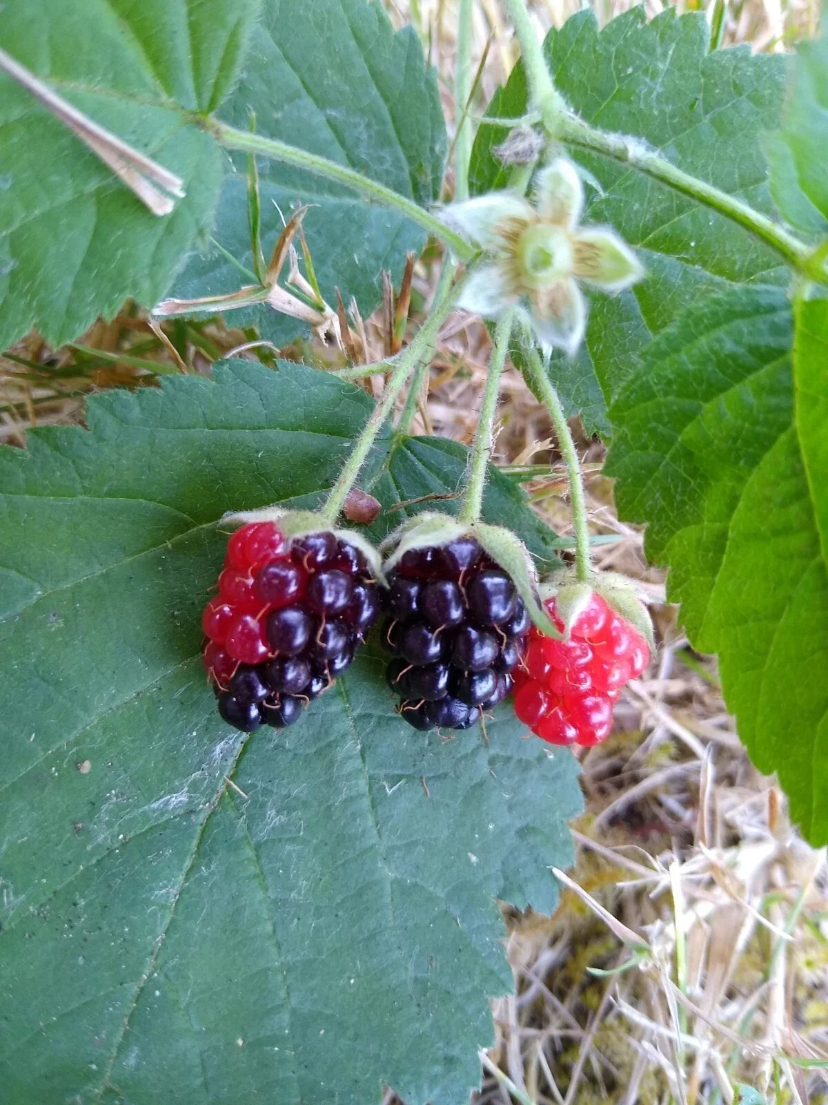 California Blackberry Plants - Bare Root Organic Rubus ursinus Set of 3, Fruit-Bearing Perennials for Home Gardens