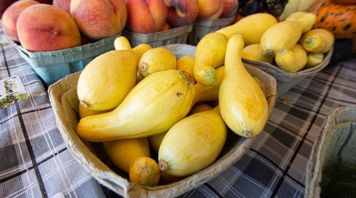 Sunglo Zucchini Seeds - 25+ Pack Heirloom Vegetable Seeds Cucurbita pepo for Garden Planting