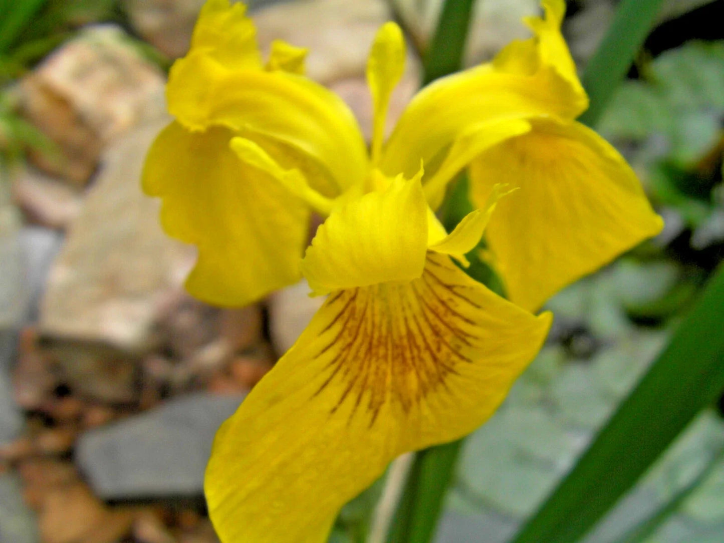Yellow Flag Water Iris Plants - 3 Shoots Pseudacorus for Ponds and Wetlands, Aquatic Plant, Wetland Plant, Water Garden