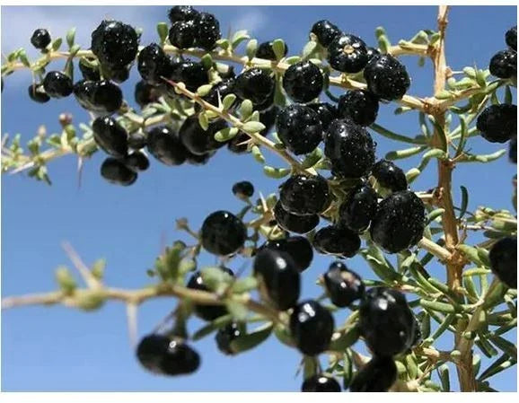 Black Goji Berry Seeds - Pack of 35, Himalayan Black Wolfberry, Lycium ruthenicum, Nutritious Superfood Plant for Home Garden
