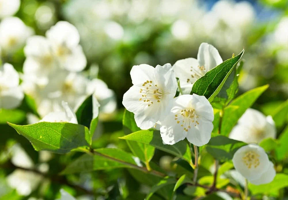 Bonsai Tree Seeds 25 Pack - White Jasmine Jasminum polyanthum - Fragrant White Flowers, Easy to Grow Indoor & Outdoor