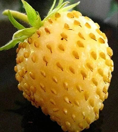 Yellow Alpine Strawberry Seeds - 50 Non-GMO Fragaria vesca for Home Gardening, Compact, Sweet Yellow Berries