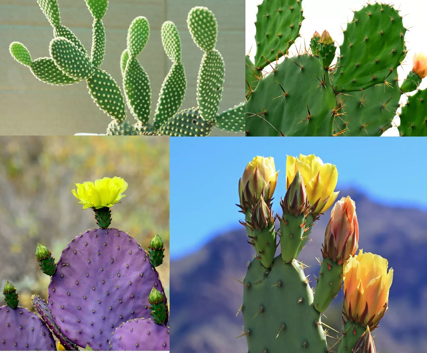 Prickly Pear Cactus Seeds Mix - 50+ Varieties Opuntia spp. for Garden, Container, Drought Tolerant