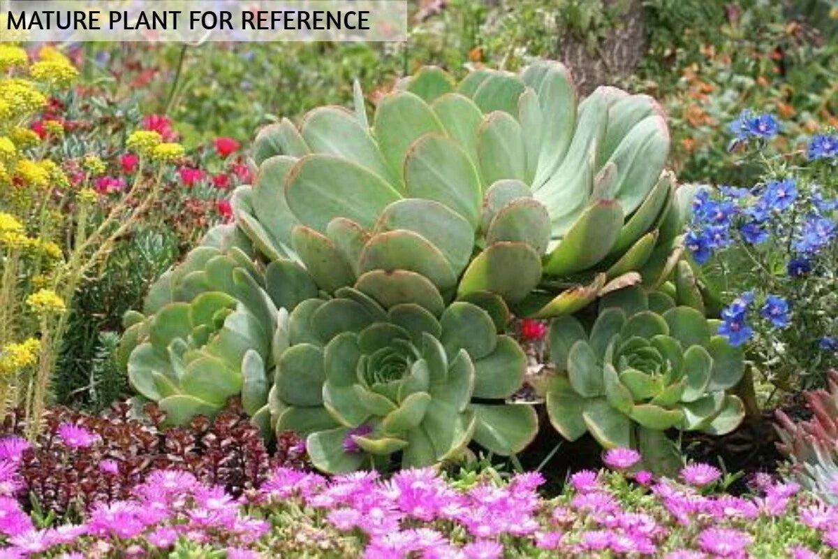 Aeonium Arboreum Green Succulent Cutting - Japanese Cactus Live Plant No Roots - Drought-Resistant Indoor Outdoor Plant