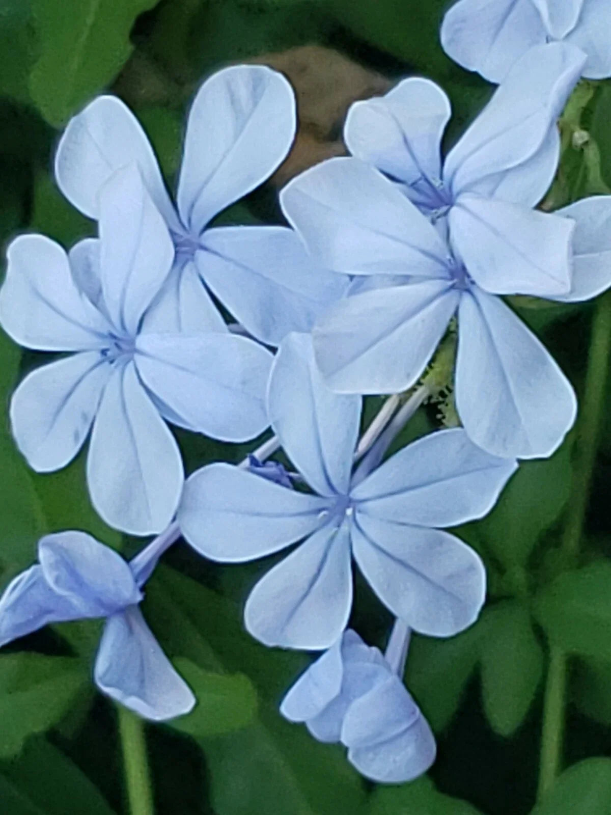 Cape Plumbago Seeds - Imperial Blue Flowering Plant - 30+ Seeds - Plumbago auriculata - Drought-Tolerant, Butterfly Attracting