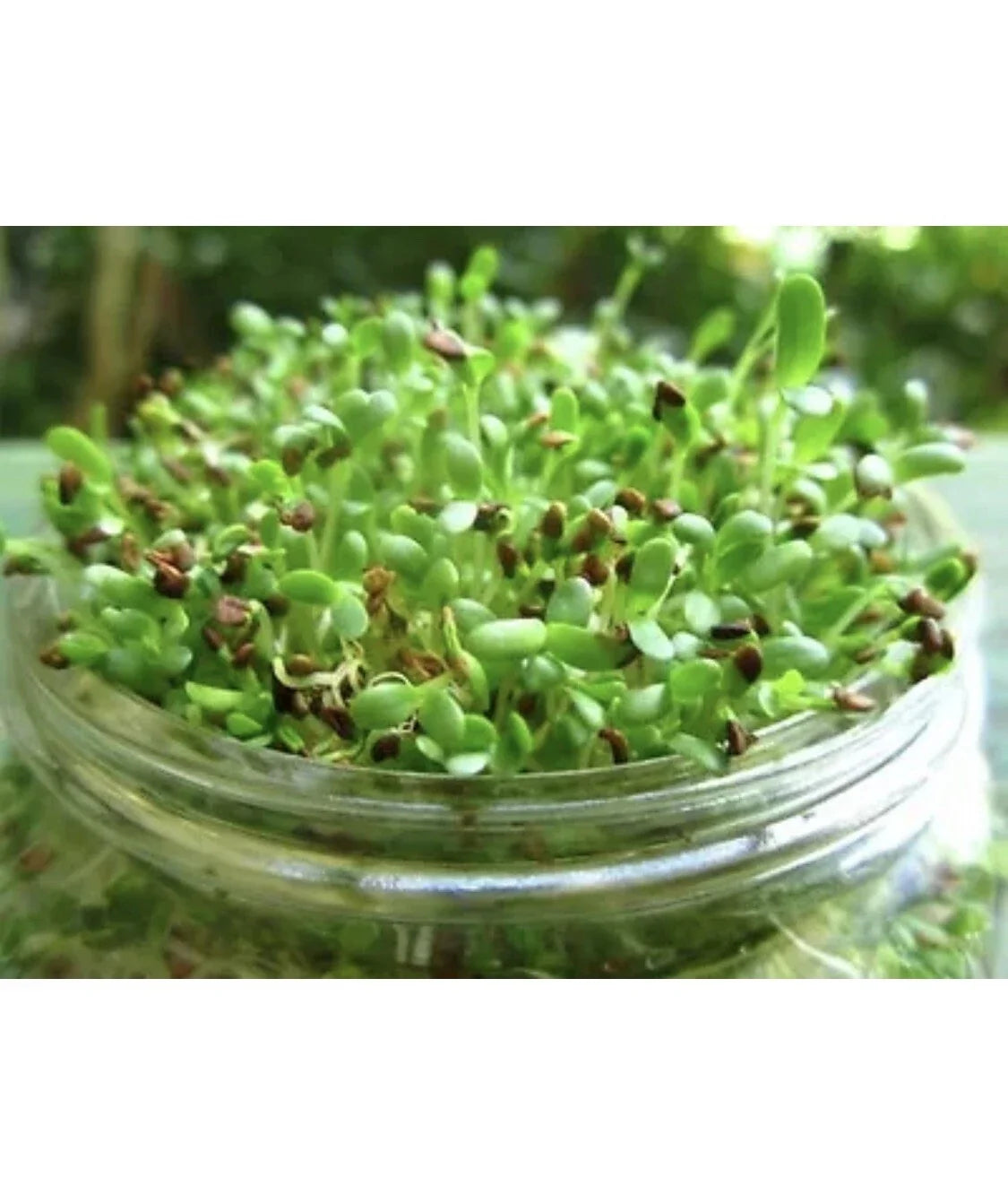 Organic Alfalfa Sprout Seeds 100 Count Non-GMO Microgreens for Indoor Growing Medicago Sativa