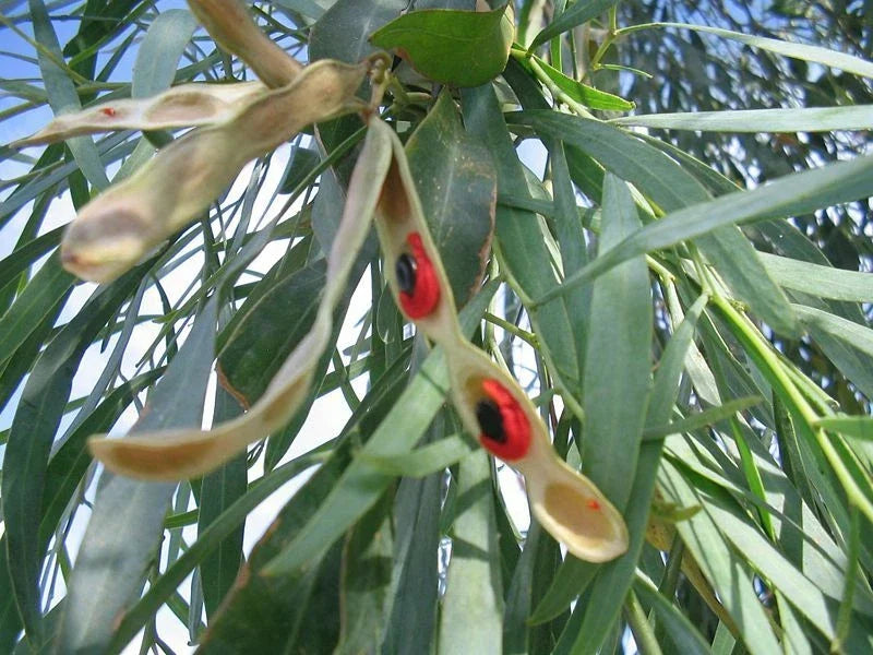 Willow Acacia Seeds - 25 Pack - Acacia Salicina - Weeping Tree Seeds for Planting - Drought-Tolerant, Fast-Growing, Wildlife Attracting