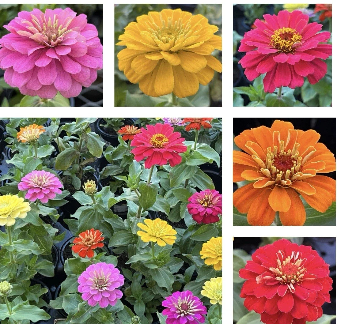 California Giant Zinnia Seeds Pack of 100+ - Vibrant Colors, Zinnia elegans, Easy to Grow, Attracts Pollinators, Garden & Container Plant