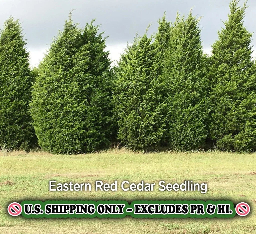 Eastern Red Cedar Tree - Quart Pot Live Plant - Juniperus virginiana - Evergreen, Drought-Tolerant, Zone 2-9