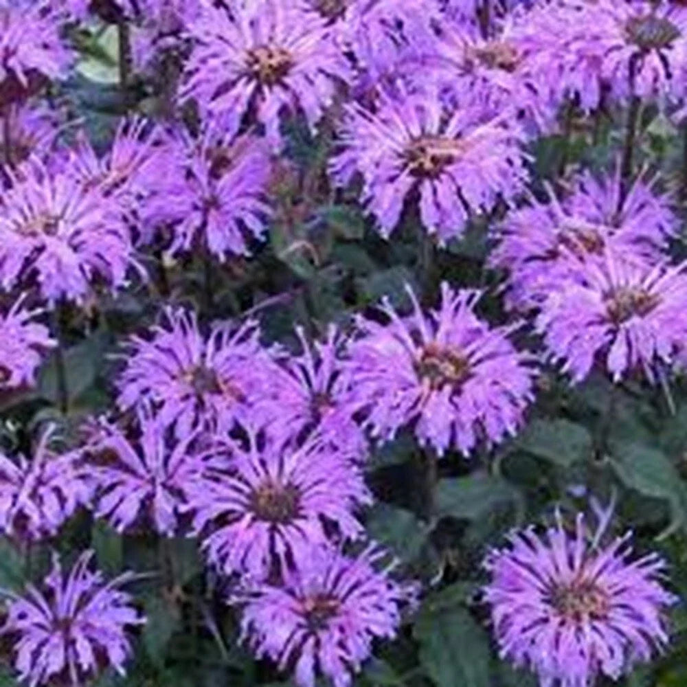 Double Lilac Bee Balm Seeds - 100 Flower Seeds for Hummingbirds & Pollinators - Monarda didyma