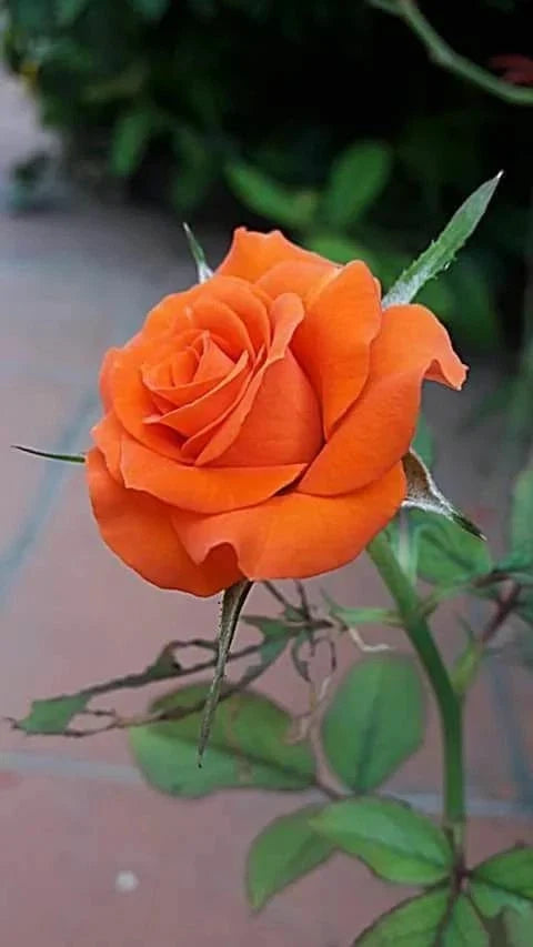 Orange Rose Seeds - Perennial Flowering Shrub Seeds for Garden, Rosa spp., Vibrant Orange Blooms, Easy to Grow, 10 Pack