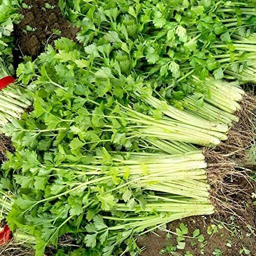 Chinese Light Green Celery Seeds - Heirloom Non-GMO Organic Vegetable Seeds for Home Gardening