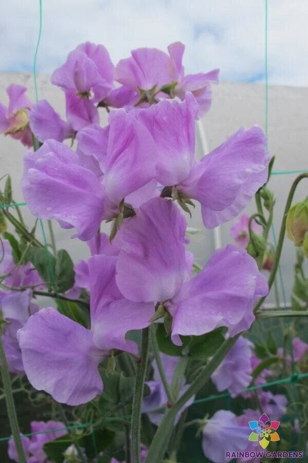 Karen Louise Sweet Pea Seeds 50 Pack - Fragrant Pink & White Climbing Vine - Lathyrus odoratus for Garden Planting