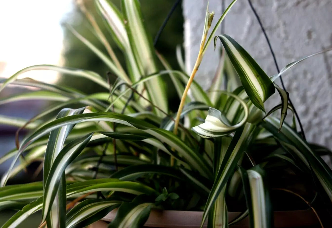 Green Live Spider Plant Cuttings - Bare Root Mixed Varieties - Chlorophytum comosum - Indoor & Outdoor Planting