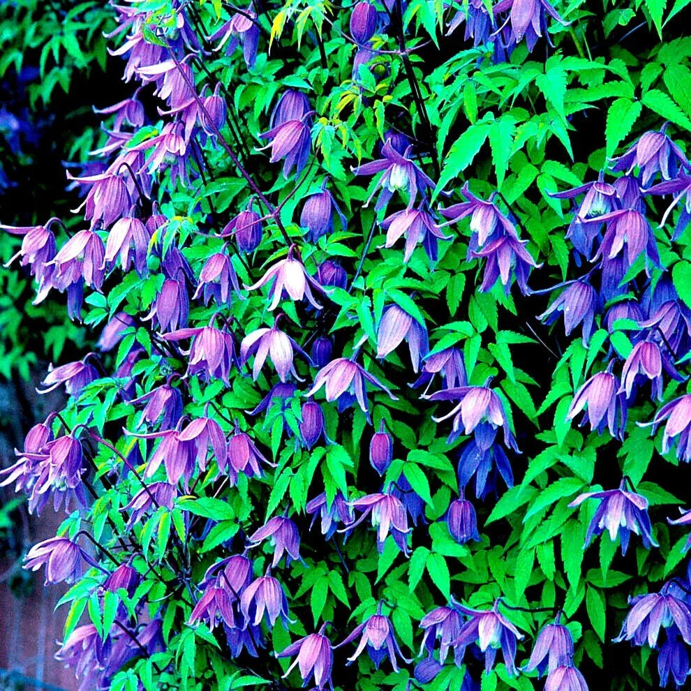 Blue Downy Clematis Seeds - 20 Hybrid Clematis macropetala Climbing Vine Seeds