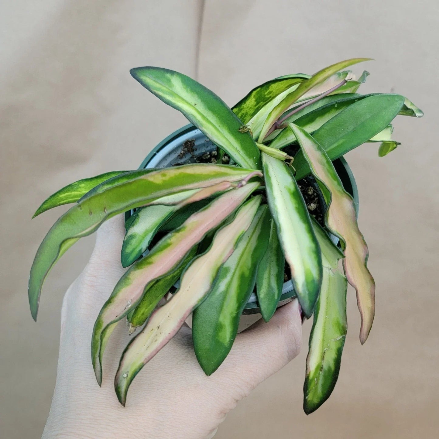 Hoya Kentiana Wayetii Variegated Live Plant in 4" Pot, Rare Variegated Indoor Houseplant, Trailing Vine, Exotic Hoya