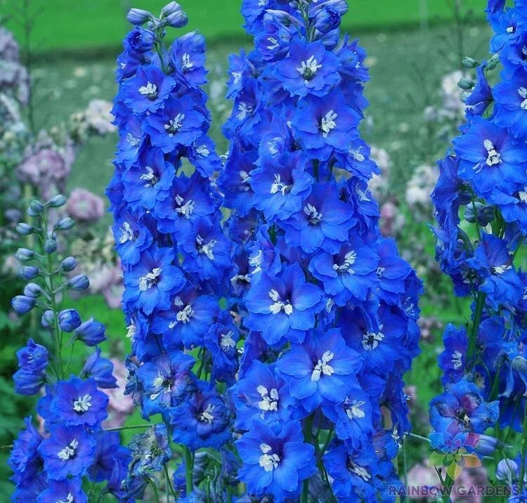 Cobalt Dreams Delphinium Seeds – Vibrant Blue Flowers for Garden, Borders, Cut Flowers – Delphinium elatum, USA Grown