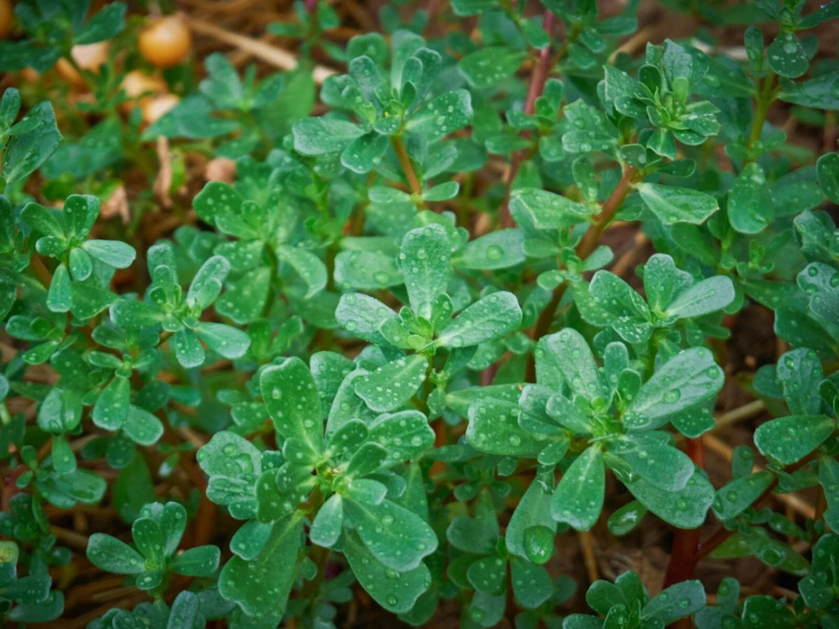 Green Purslane Seeds - Non-GMO, Organic, Omega-3 Rich, Portulaca oleracea Garden Seeds