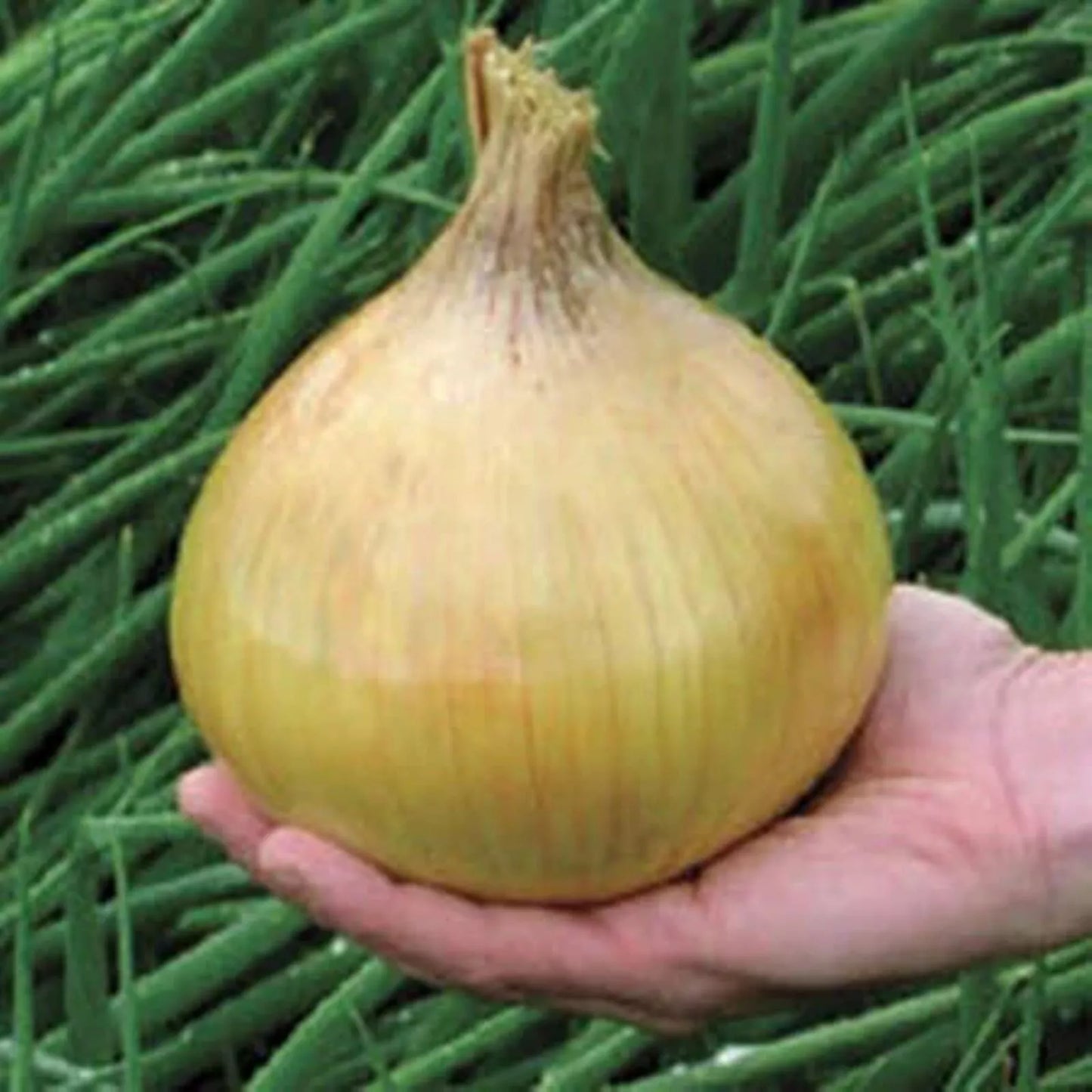 Ailsa Craig Onion Seeds - 25 Non-GMO Allium cepa for Home Gardening & Exhibition Cultivation