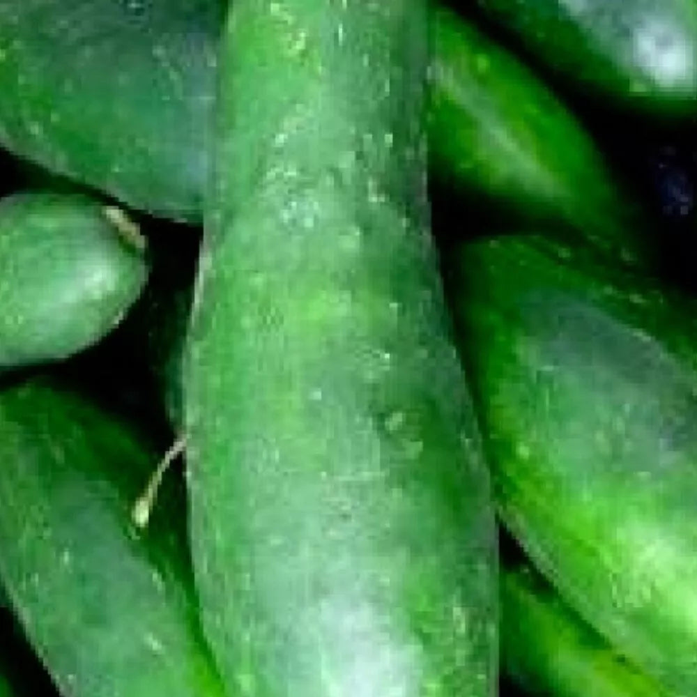 Ashley Cucumber Seeds | Heirloom NON-GMO Organic Cucumis sativus
