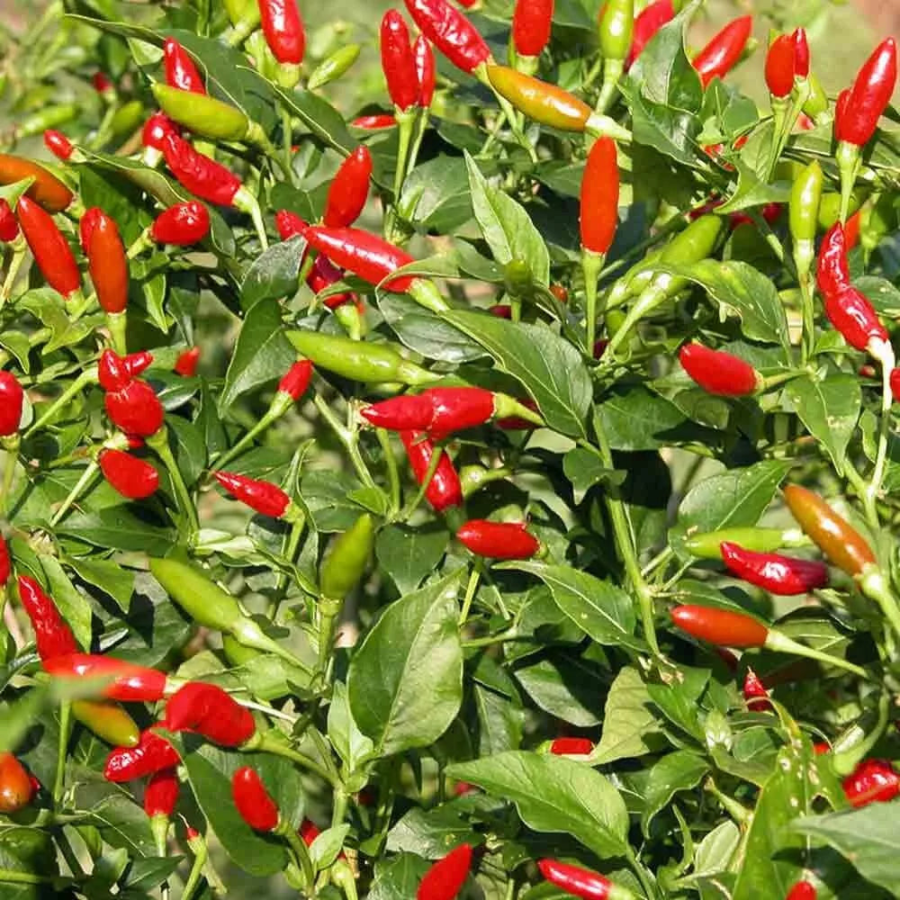 Tabasco Pepper Seeds - Heirloom Capsicum frutescens Hot Pepper Seeds for Garden, Container & Greenhouse Cultivation