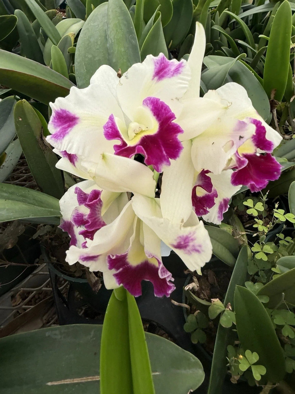 Cattleya Orchid Plant 3 Stems in 3-Inch Pot with Surprise Colors Indoor Flowering Orchid Cattleya spp.