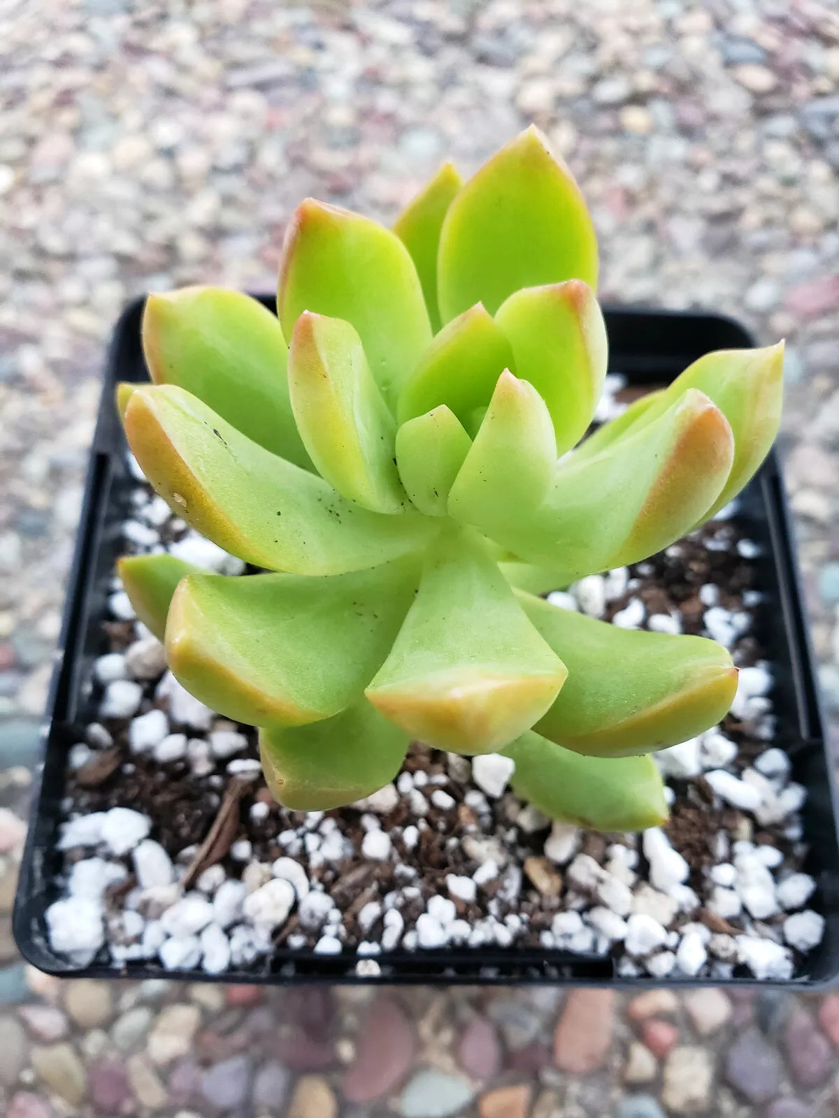 Sedum Adolphii Lime Gold - 2 X 2.5" Rooted Succulent Plants for Indoor and Outdoor