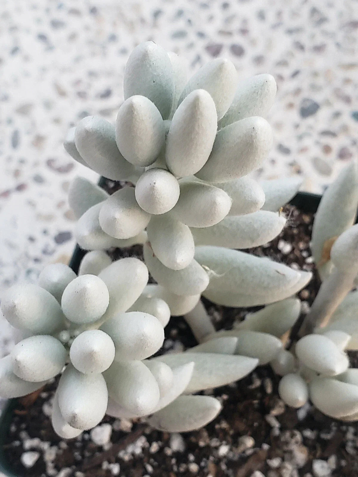 Senecio Haworthii Cutting - 4" Long Unrooted Whitest Succulent Variety
