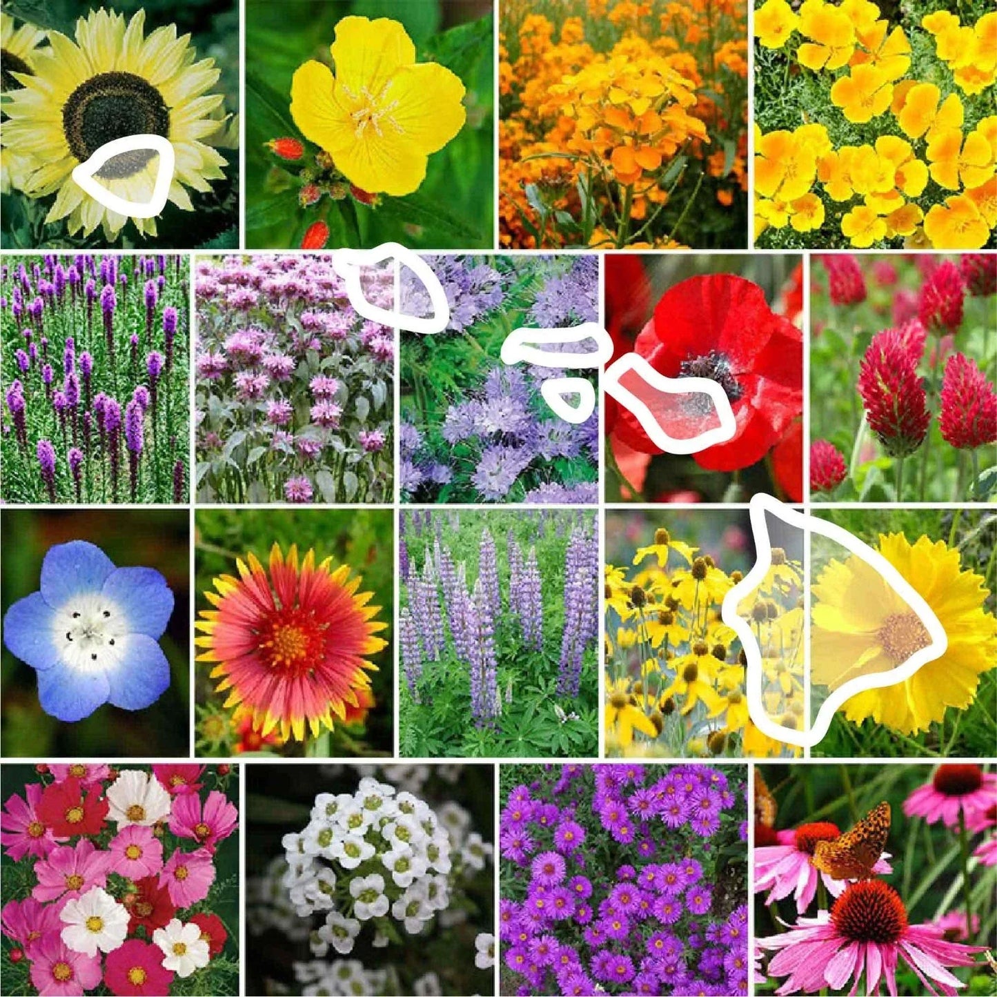 Hawaiian Wildflower Seed Mix – 1000 Non-GMO Perennial & Annual Seeds – Native Hawaii Flowers for Pollinators & Garden